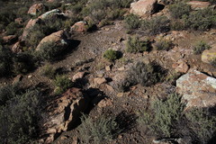 Pronolagus saundersiae