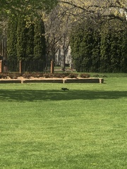 Corvus brachyrhynchos