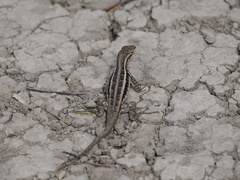 Sceloporus variabilis marmoratus