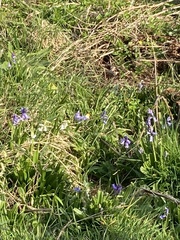 Anthocharis cardamines
