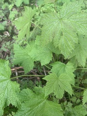 Rubus parviflorus