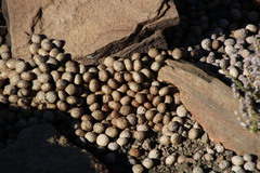 Pronolagus saundersiae