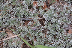 Lupinus breweri