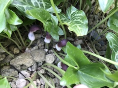 Arisarum proboscideum