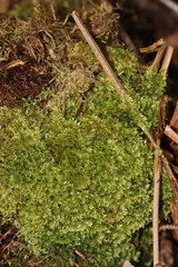 Brotherella recurvans