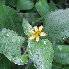 Calyptocarpus brasiliensis