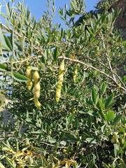 Anagyris foetida