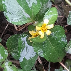 Calyptocarpus brasiliensis