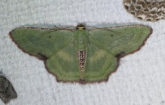 Metallochlora lineata