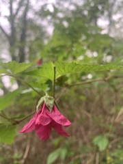 Rubus spectabilis