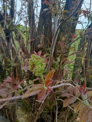 Sambucus racemosa
