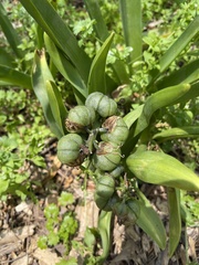 Hyacinthus orientalis