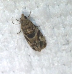 Lobesia transtrifera