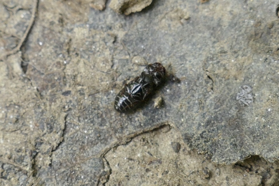 Cut small dung beetle