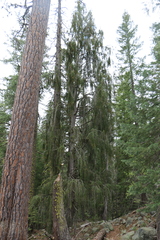 Picea breweriana