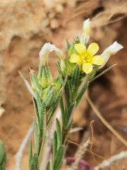 Linum strictum