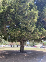 Quercus