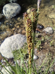 Carex senta