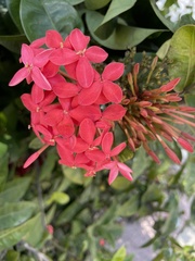 Ixora coccinea