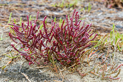 Salicornia meyeriana