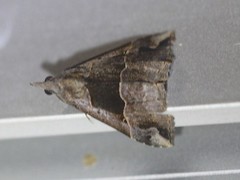 Hypena gonospilalis