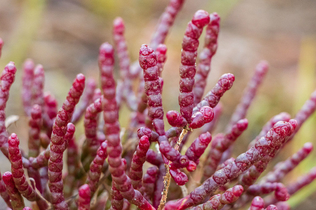 Sea asparagus