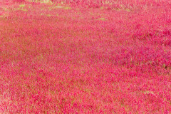 Salicornia meyeriana