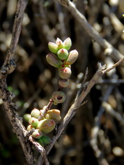 Crassula subaphylla subaphylla