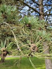 Pinus