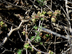 Crassula subaphylla subaphylla