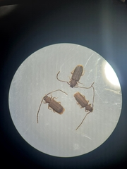 Uleiota dubia