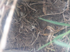 Triodopsis tridentata