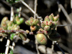 Crassula subaphylla subaphylla