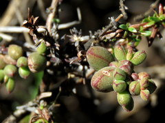 Crassula subaphylla subaphylla