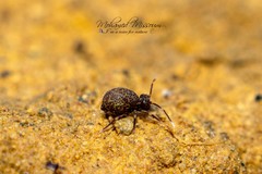 Ptenothrix italica