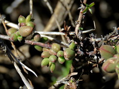 Crassula subaphylla subaphylla
