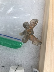 Phyllodesma americana