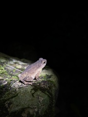 Ingerophrynus parvus