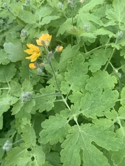 Chelidonium majus