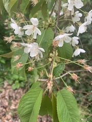 Prunus avium