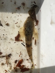 Cottus gobio