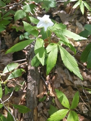 Anemonoides quinquefolia