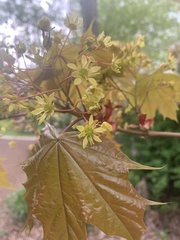 Acer platanoides