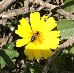 Apis mellifera