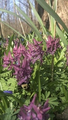 Corydalis solida