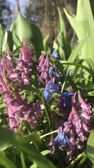 Corydalis solida