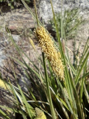 Carex sartwelliana