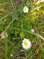 Bellis perennis