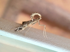 Lineodes interrupta
