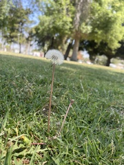 Taraxacum